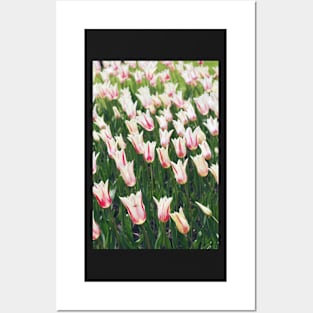 Tulips Posters and Art